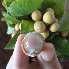 پیتومبا / گاوچشم